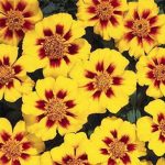 French Marigold Flower Garden Seeds -Disco Series -Marietta -1000 Seed
