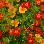 French Marigold Flower Garden Seeds – Disco Series – Mix – 1000 Seeds
