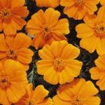 French Marigold Flower Garden Seeds- Disco Series – Orange – 1000 Seed