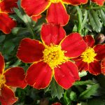 French Marigold Flower Garden Seeds – Disco Series – Red – 1000 Seeds
