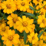 French Marigold Flower Garden Seeds -Disco Series -Yellow -1000 Seeds