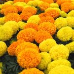 African Marigold Flower Garden Seeds – Discovery Series F1 – Mix