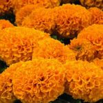 African Marigold Flower Garden Seeds- Discovery – Orange – 100 Seeds