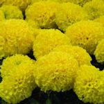 African Marigold Flower Garden Seeds-Discovery Series-Yellow-100 Seeds