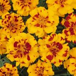 French Marigold Flower Garden Seeds – Durango Series – Bolero