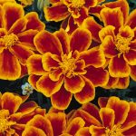 French Marigold Flower Garden Seeds – Durango Series – Flame