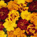 French Marigold Flower Garden Seeds- Durango Series – Mix – 1000 Seeds