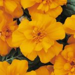 French Marigold Flower Garden Seeds – Durango Series – Orange