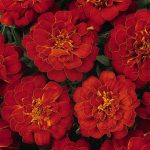 French Marigold Flower Garden Seeds- Durango Series – Red – 1000 Seeds