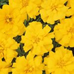 French Marigold Flower Garden Seeds – Durango Series – Yellow