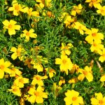 Signet Marigold Flower Garden Seeds – Gem Series – Lemon – 1000 Seeds