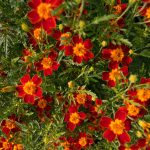 Signet Marigold Flower Garden Seeds – Gem Series – Maroon – 1000 Seed