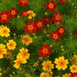 Signet Marigold Flower Garden Seeds- Gem Series -Mix-1000 Seeds-Annual