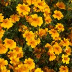 Signet Marigold Flower Garden Seeds -Gem Series -Tangerine -1000 Seed