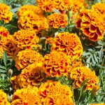 French Marigold Flower Garden Seeds – Hero Series – Flame – 1000 Seeds