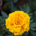 French Marigold Flower Garden Seeds – Hero Series – Gold – 1000 Seeds