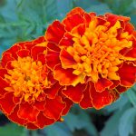 French Marigold Flower Garden Seeds -Hero Series -Harmony -1000 Seeds