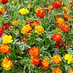 French Marigold Flower Garden Seeds – Hero Series – Mix – 1000 Seeds
