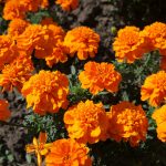 French Marigold Flower Garden Seeds- Hero Series – Orange – 1000 Seeds