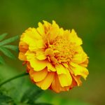 French Marigold Flower Garden Seeds- Hero Series – Yellow – 1000 Seeds