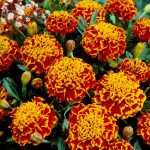 French Marigold Flower Garden Seeds – Honeycomb – 1000 Seeds – Annual