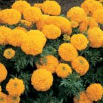African Marigold Flower Garden Seeds-Inca II Series F1-Gold-100 Seeds