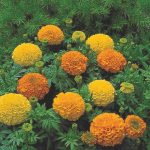 African Marigold Flower Garden Seeds-Inca II Series F1-Mix-100 Seeds