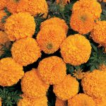 African Marigold Flower Garden Seeds -Inca II Series F1 – Orange