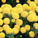 African Marigold Flower Garden Seeds -Inca II – Primrose – 100 Seeds