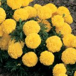 African Marigold Flower Garden Seeds-Inca II Series F1-Yellow-100 Seed