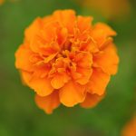 French Marigold Flower Garden Seeds – Janie Series – Deep Orange