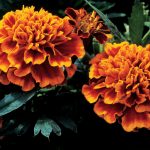 French Marigold Flower Garden Seeds- Janie Series – Flame (Red & Gold)