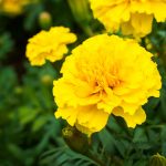 French Marigold Flower Garden Seeds – Janie Series – Gold – 1000 Seeds