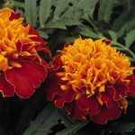 French Marigold Flower Garden Seeds -Janie Series -Harmony -1000 Seed