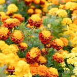 French Marigold Flower Garden Seeds – Janie Series – Mix – 1000 Seeds