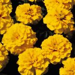 French Marigold Flower Garden Seeds – Janie Series – Bright Yellow