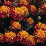 French Marigold Flower Garden Seeds-Janie Series-Spry (Yellow Maroon)