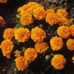 French Marigold Flower Garden Seeds -Janie Series -Tangerine-1000 Seed