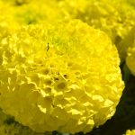 African Marigold Flower Garden Seeds-Lady Series F1-First (Yellow)