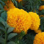 African Marigold Flower Garden Seeds -Lady Series F1 -Gold -1000 Seeds