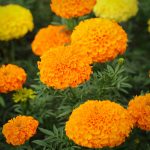 African Marigold Flower Garden Seeds -Lady Series F1 -Mix -1000 Seeds