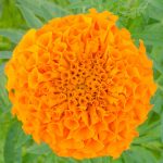 African Marigold Flower Garden Seeds -Lady Series F1 -Orange -100 Seed
