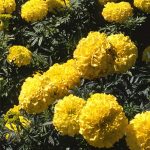 African Marigold Flower Garden Seeds-Lady Series F1-Primrose-1000 Seed