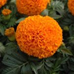 African Marigold Flower Garden Seeds – Moonsong Deep Orange- Annual