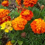 French Marigold Flower Garden Seeds-Petite Mixture-4 Oz-Annual Flower