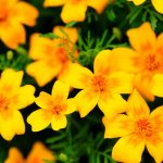 Signet Marigold Flower Garden Seeds- Gem Series – Golden – 1000 Seeds