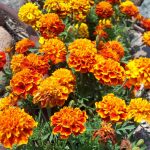 French Marigold Flower Garden Seeds- Sparky Mixture – 1 Oz -Gardening
