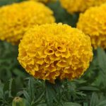 African Marigold Flower Garden Seeds- Taishan Series – Gold – 100 Seed