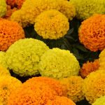 African Marigold Flower Garden Seeds -Taishan Series -Mix -100 Seeds
