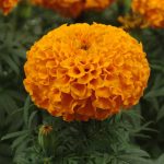 African Marigold Flower Garden Seeds- Taishan Series -Orange -100 Seed